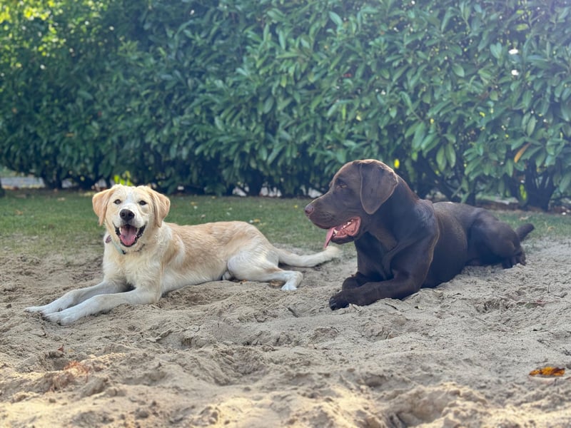 Toni sucht ein neues Zuhause - sensibler Herzenshund mit großem Potenzial