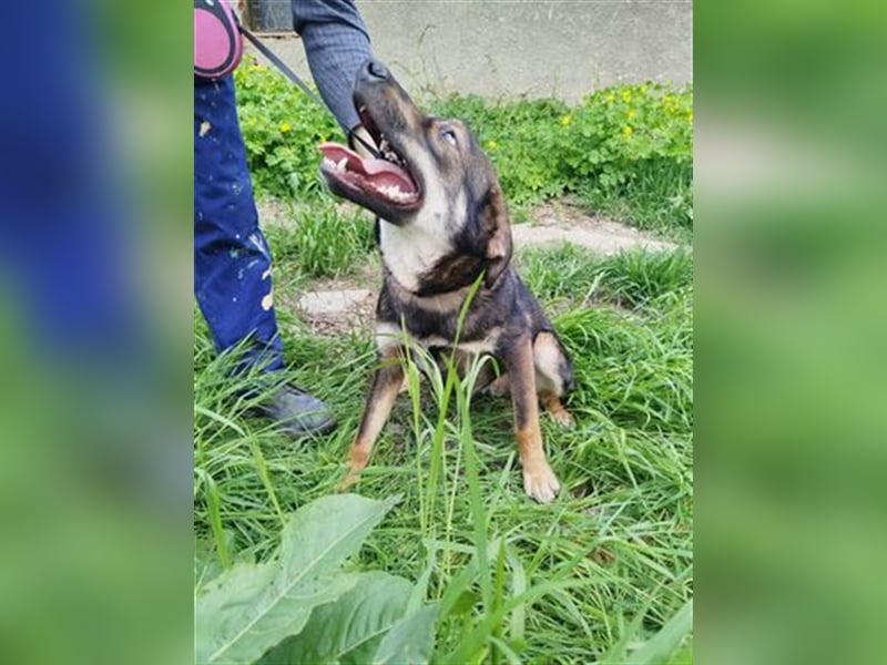 Rolf - ein stattlicher Vorzeigehund
