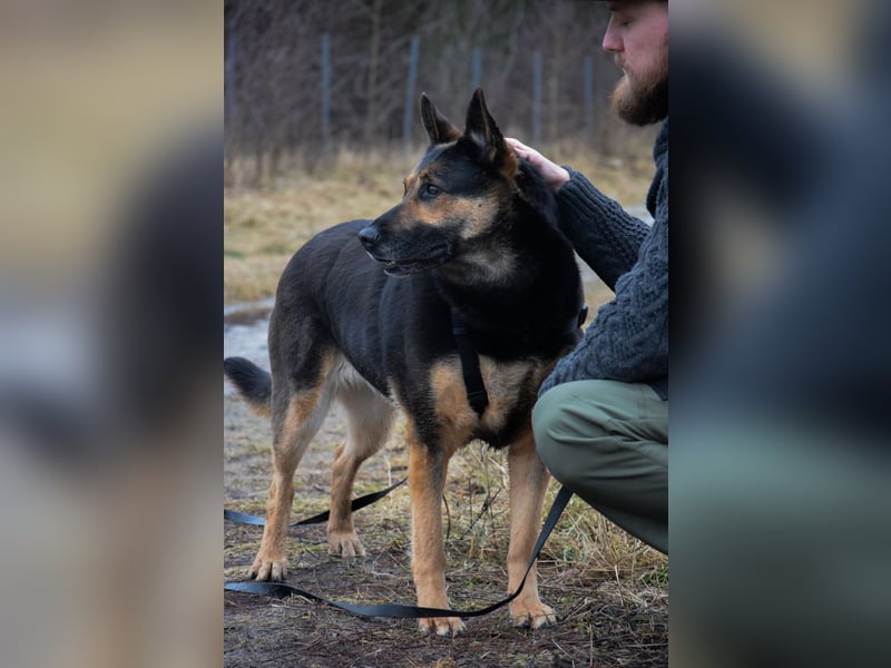 Unkomplizierte Hündin COURTNEY sucht liebevolles Zuhause