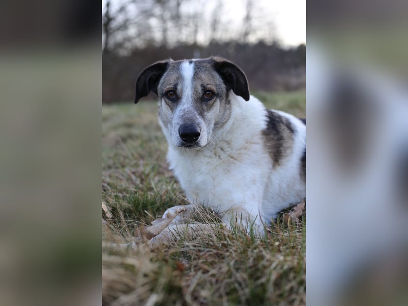Liebevoller Hund REX sucht sein Zuhause!