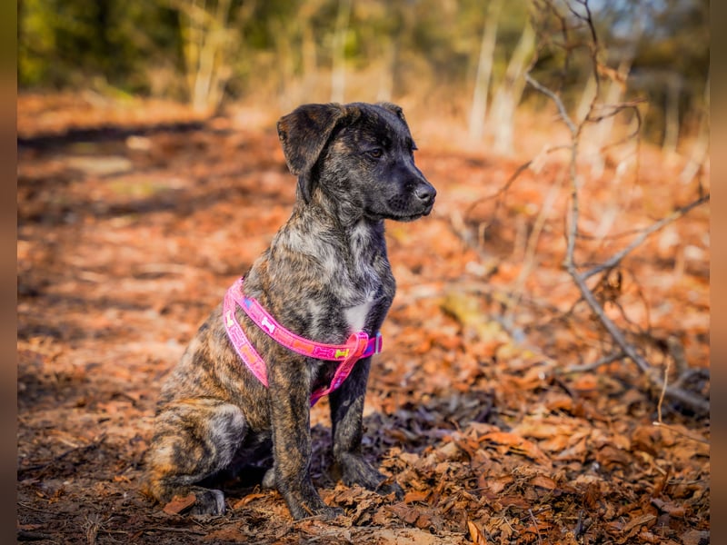 Susi in Berlin auf Pflegestelle