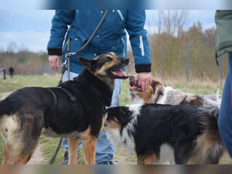 Unkomplizierte Hündin COURTNEY sucht liebevolles Zuhause