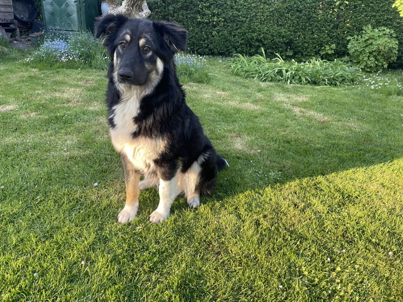 Nala sucht ein Zuhause