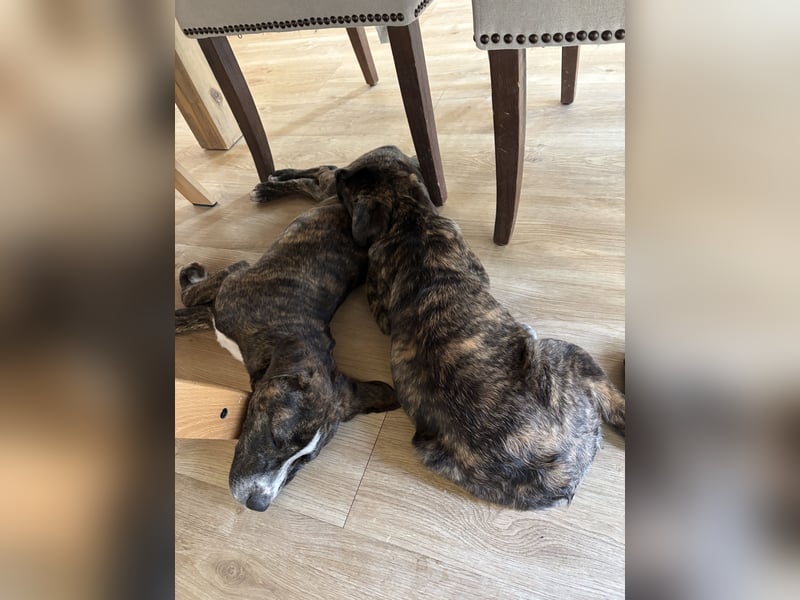 Susi in Berlin auf Pflegestelle