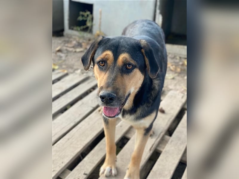 Eppo, geb. ca. 11/2022, lebt in GRIECHENLAND, im städt. Tierheim Serres