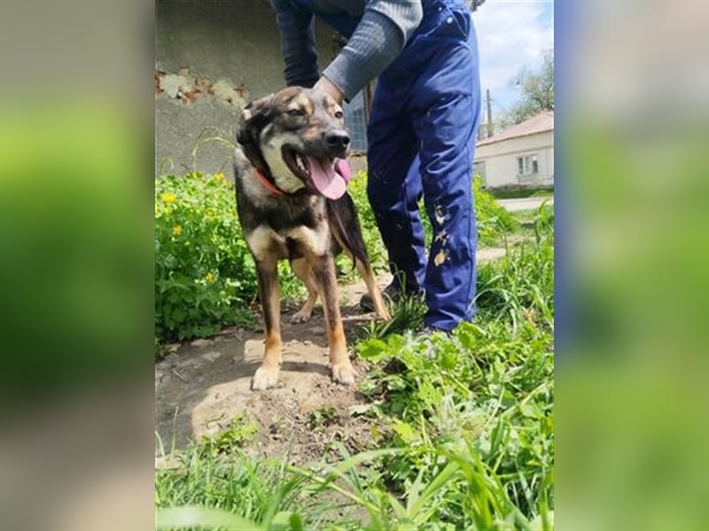 Rolf - ein stattlicher Vorzeigehund