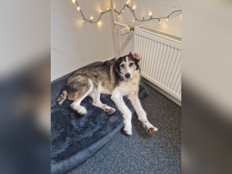 Menschenfreundlicher Rüde STEVIE sucht sein Zuhause!