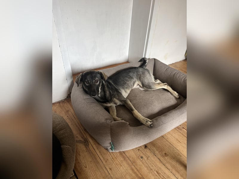 Junghund MORITZ (Tierschutzhund) sucht sein Zuhause!