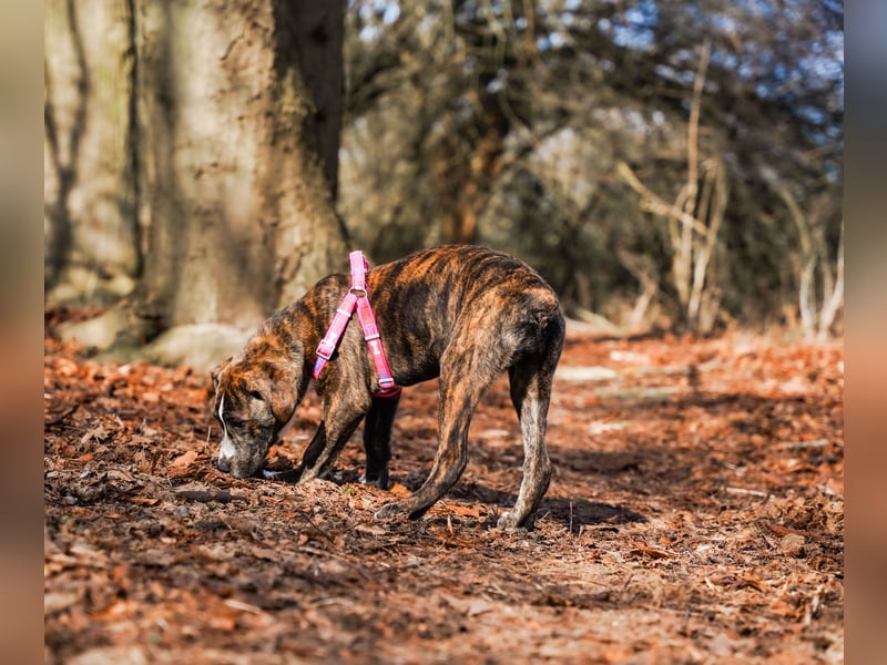 Liva in Berlin auf Pflegestelle