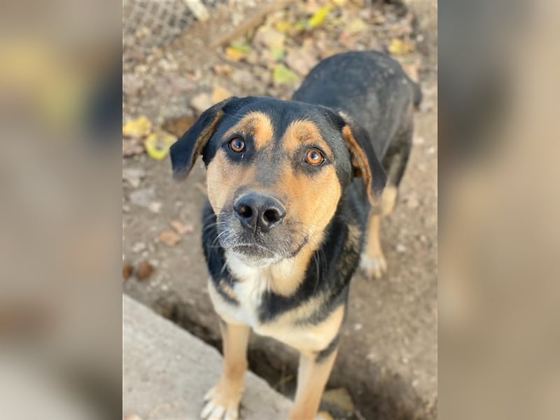 Eppo, geb. ca. 11/2022, lebt in GRIECHENLAND, im städt. Tierheim Serres