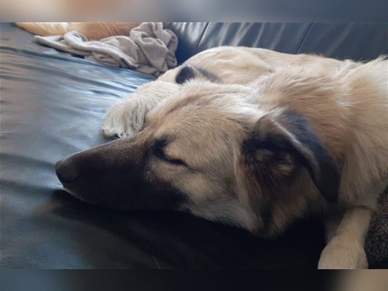Lilly in 41334 Nettetal sucht dringend eine Pflege- oder Endstelle