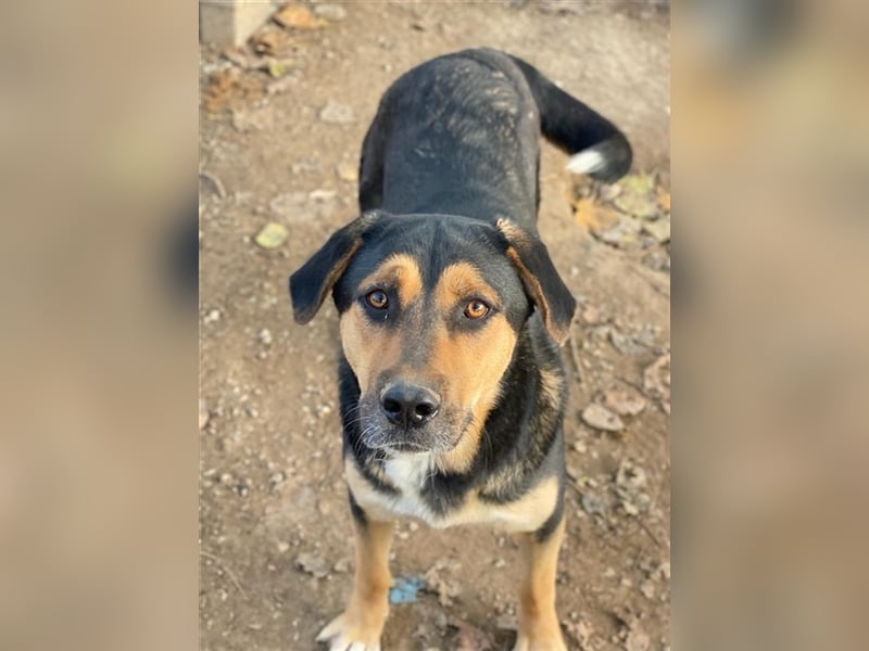 Eppo, geb. ca. 11/2022, lebt in GRIECHENLAND, im städt. Tierheim Serres