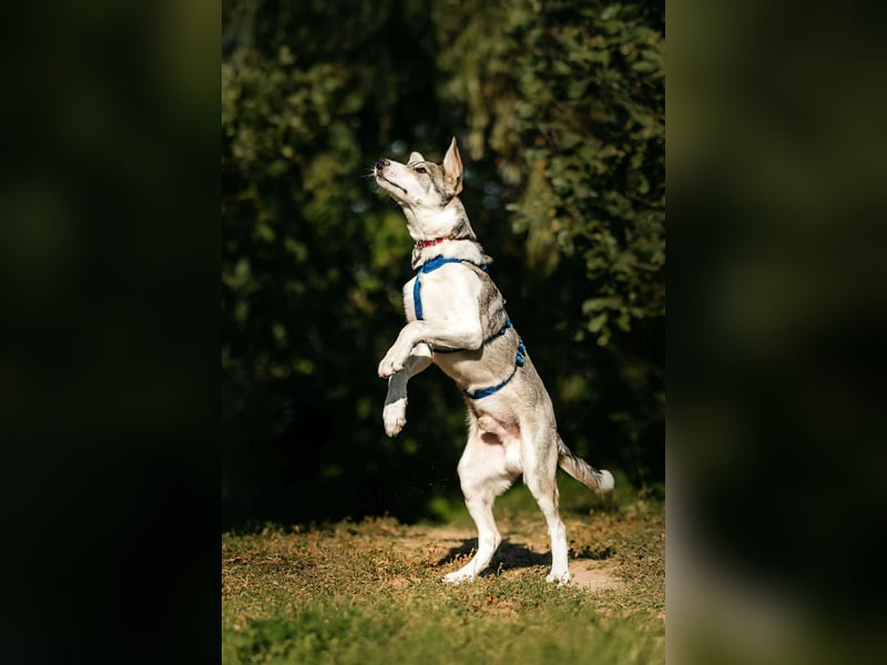 Fröhlicher Bimka sucht seine Familie