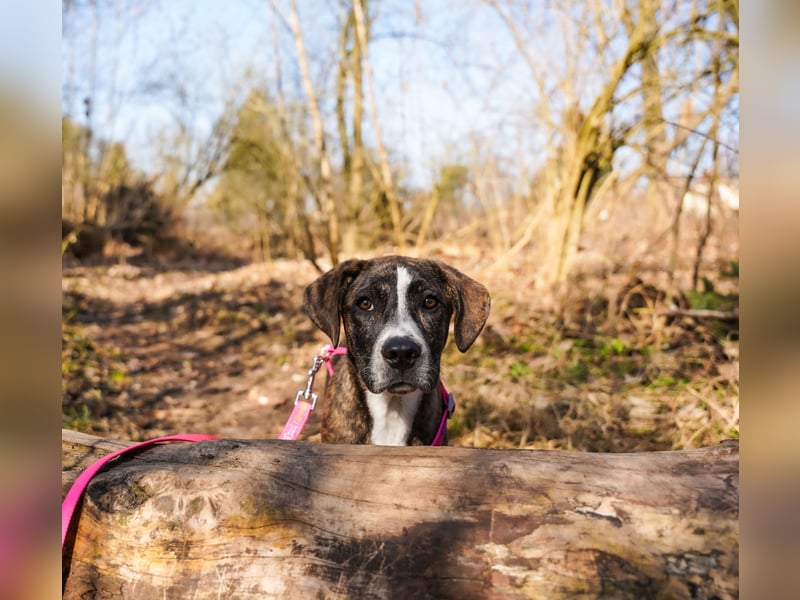 Liva in Berlin auf Pflegestelle