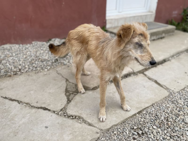 TUULI sucht ein zu Hause