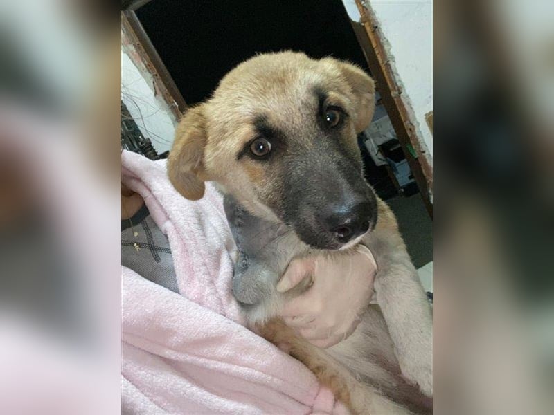 Arielle – unser fröhlich-aktives Dreibeinchen