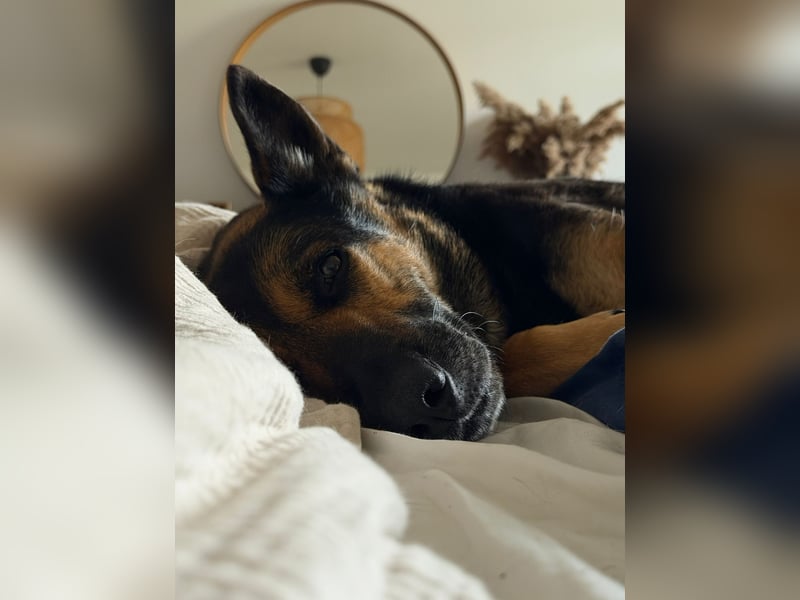 Unkomplizierte Hündin COURTNEY sucht liebevolles Zuhause