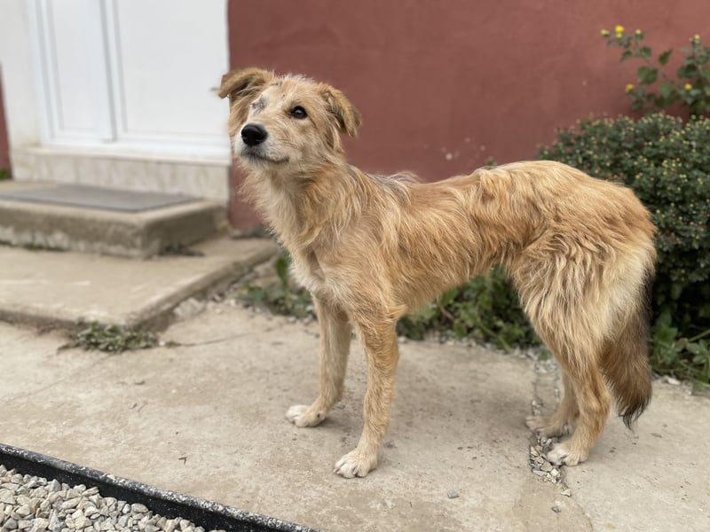 TUULI sucht ein zu Hause