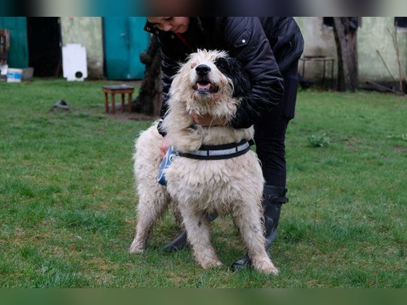 Rika - weiblich kastriert - geboren 2019