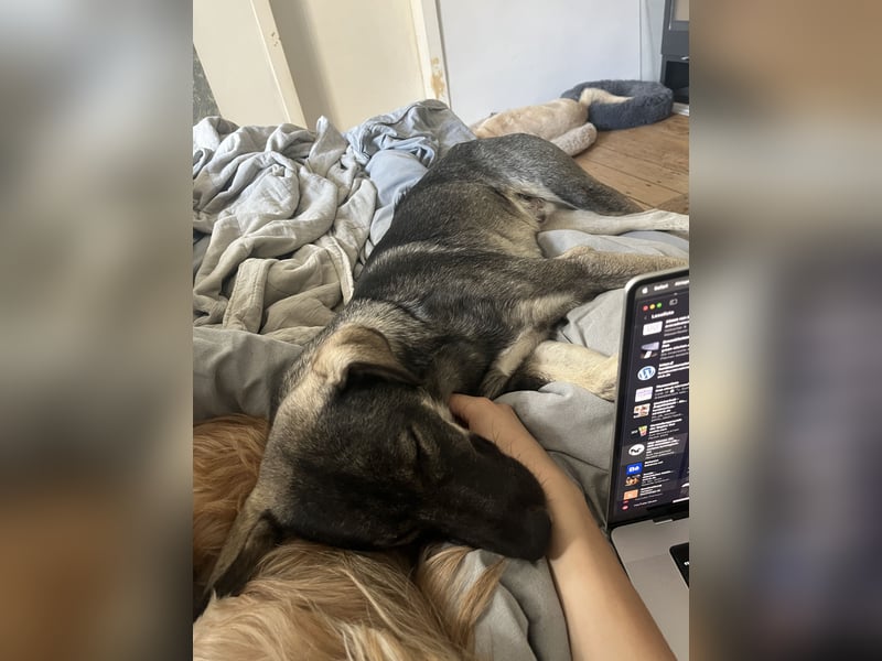 Junghund MORITZ (Tierschutzhund) sucht sein Zuhause!