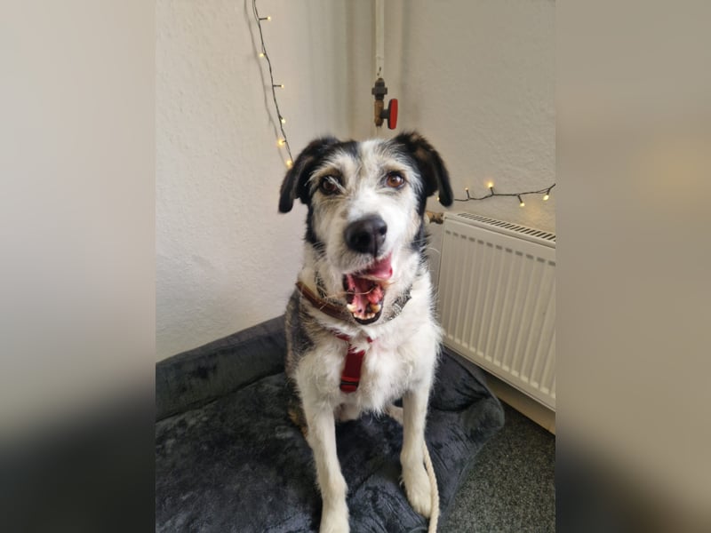 Menschenfreundlicher Rüde STEVIE sucht sein Zuhause!