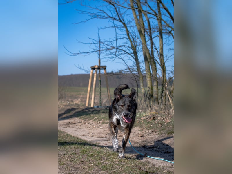 Verschmuster Rüde Rudy sucht sein Zuhause!