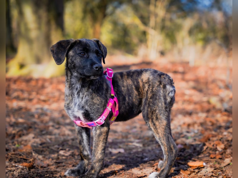 Susi in Berlin auf Pflegestelle