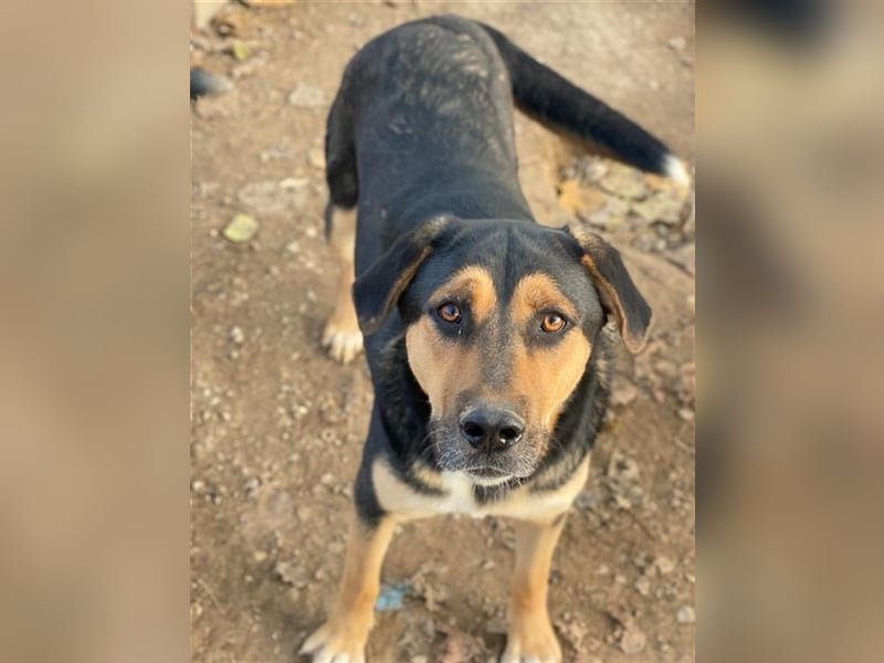 Eppo, geb. ca. 11/2022, lebt in GRIECHENLAND, im städt. Tierheim Serres