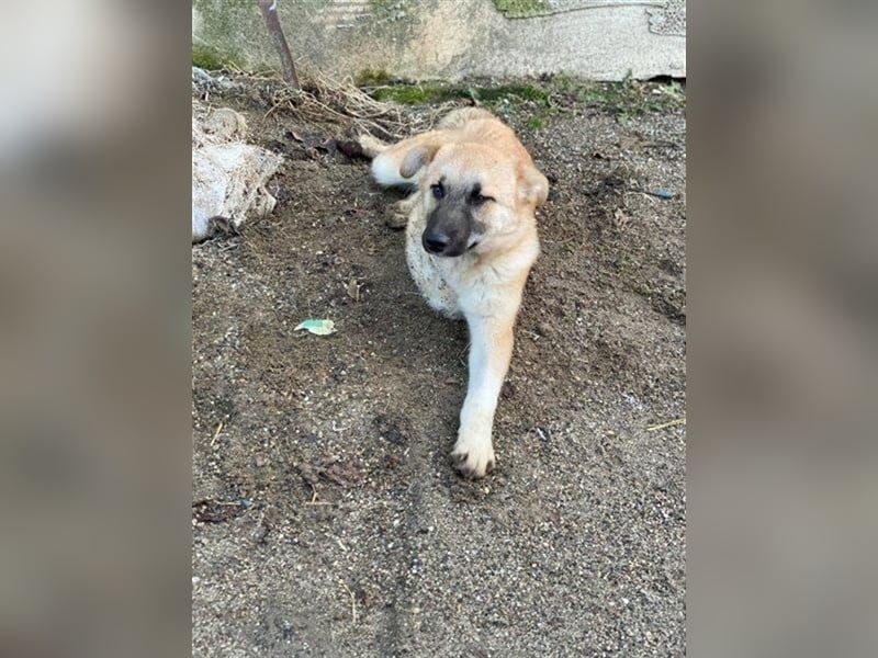 Arielle – unser fröhlich-aktives Dreibeinchen