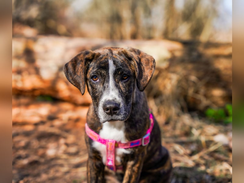 Liva in Berlin auf Pflegestelle