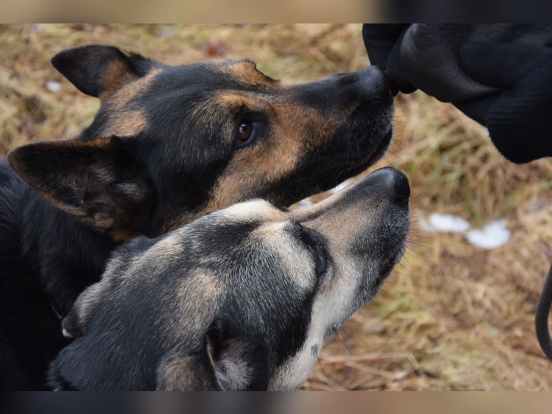 Unkomplizierte Hündin COURTNEY sucht liebevolles Zuhause
