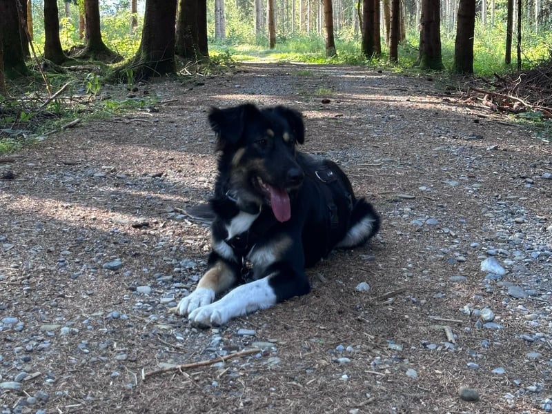 Nala sucht ein Zuhause