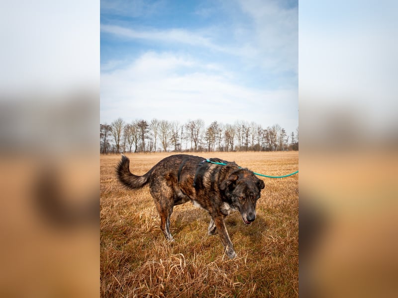 Verschmuster Rüde Rudy sucht sein Zuhause!