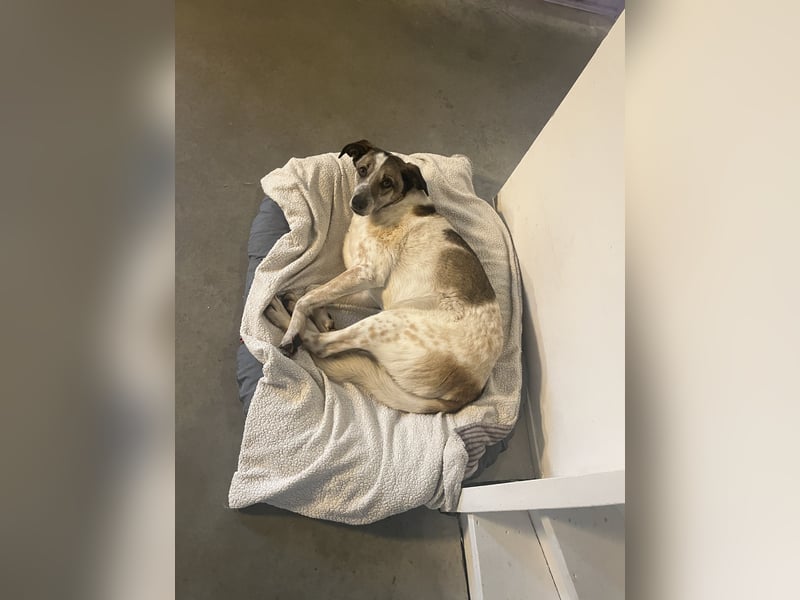 Liebevoller Hund REX sucht sein Zuhause!