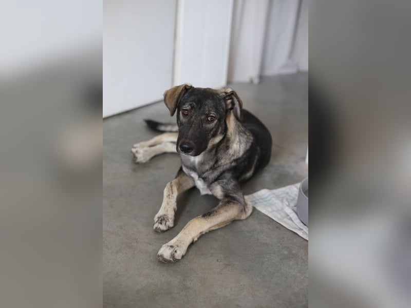 Junghund MORITZ (Tierschutzhund) sucht sein Zuhause!