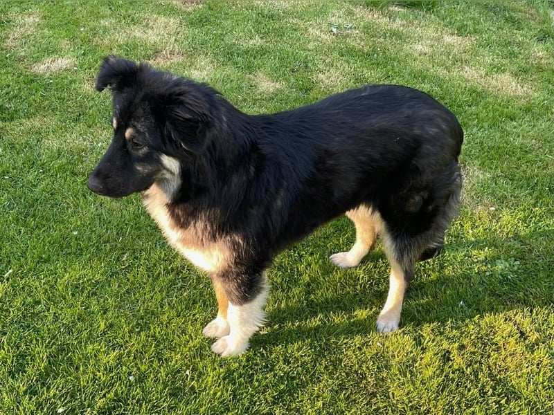 Fejella sucht ein Zuhause