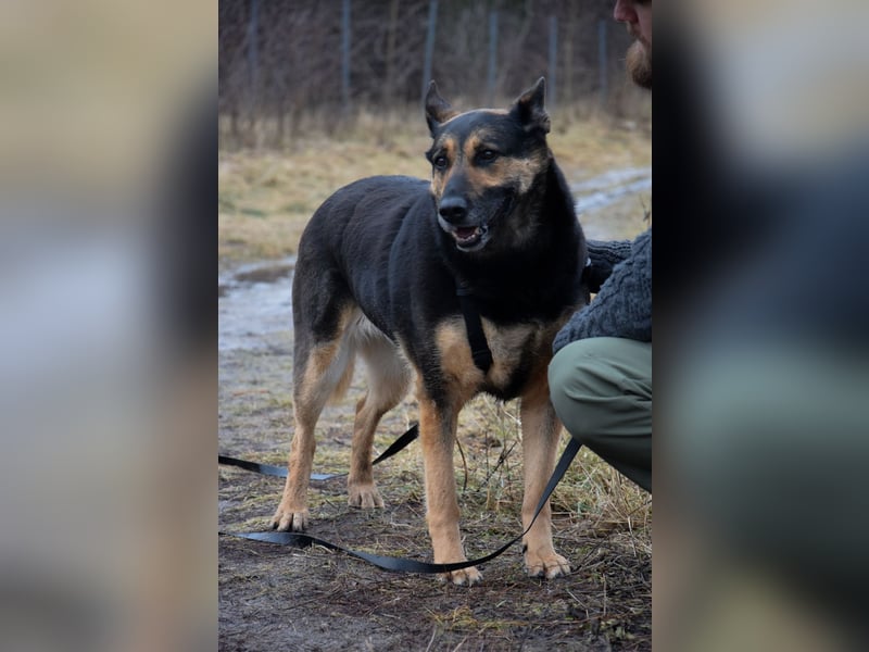 Unkomplizierte Hündin COURTNEY sucht liebevolles Zuhause