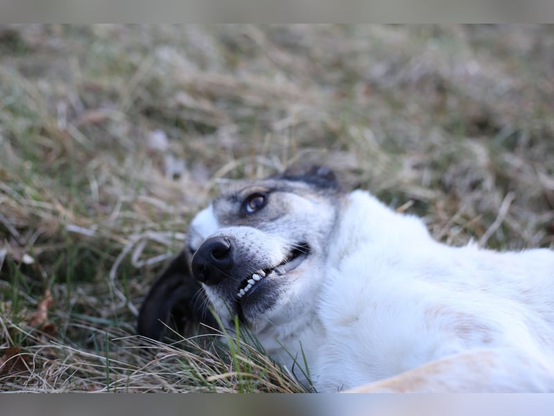 Liebevoller Hund REX sucht sein Zuhause!