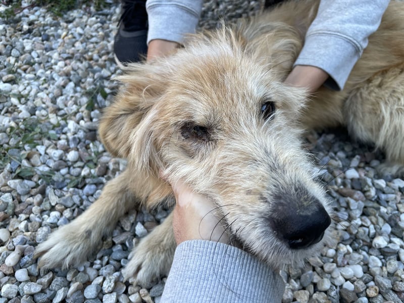 TUULI sucht ein zu Hause