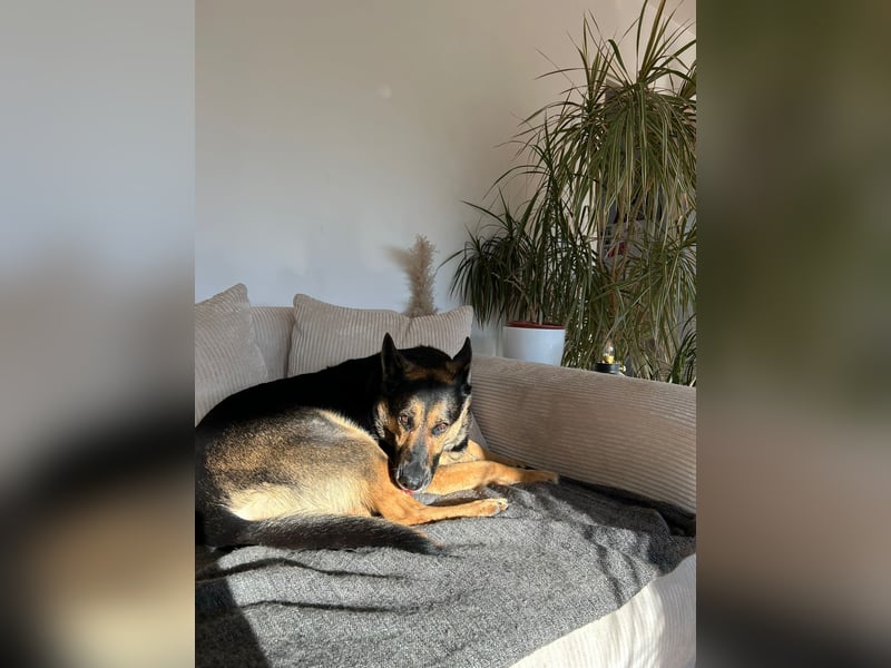 Unkomplizierte Hündin COURTNEY sucht liebevolles Zuhause