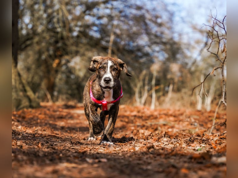 Liva in Berlin auf Pflegestelle