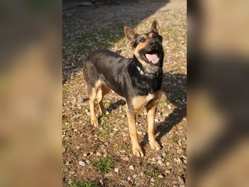 Unkomplizierte Hündin COURTNEY sucht liebevolles Zuhause