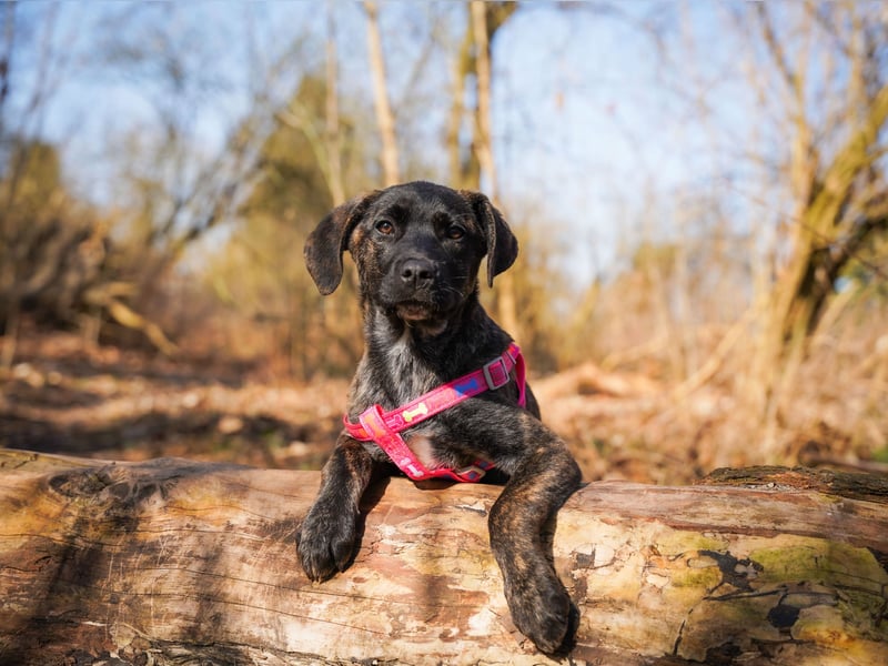 Susi in Berlin auf Pflegestelle