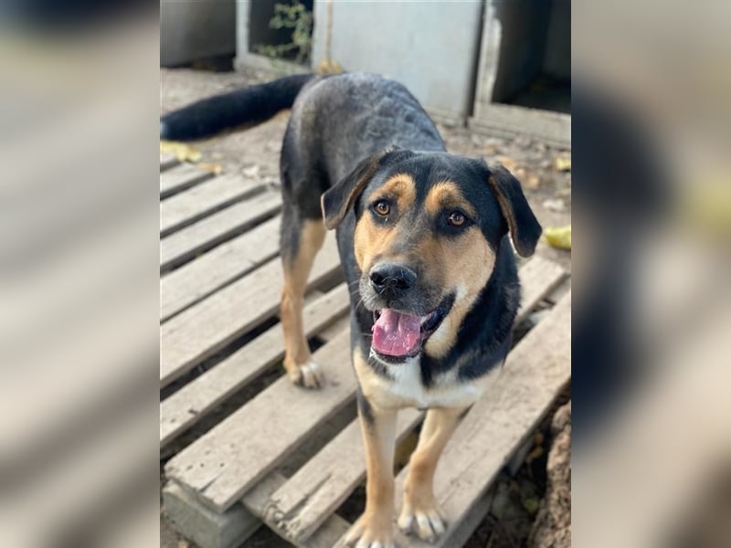 Eppo, geb. ca. 11/2022, lebt in GRIECHENLAND, im städt. Tierheim Serres