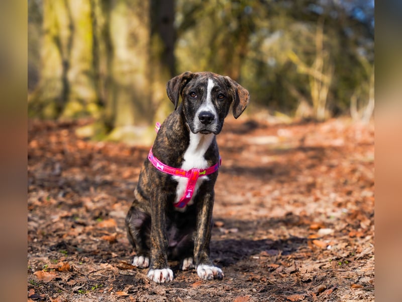 Liva in Berlin auf Pflegestelle