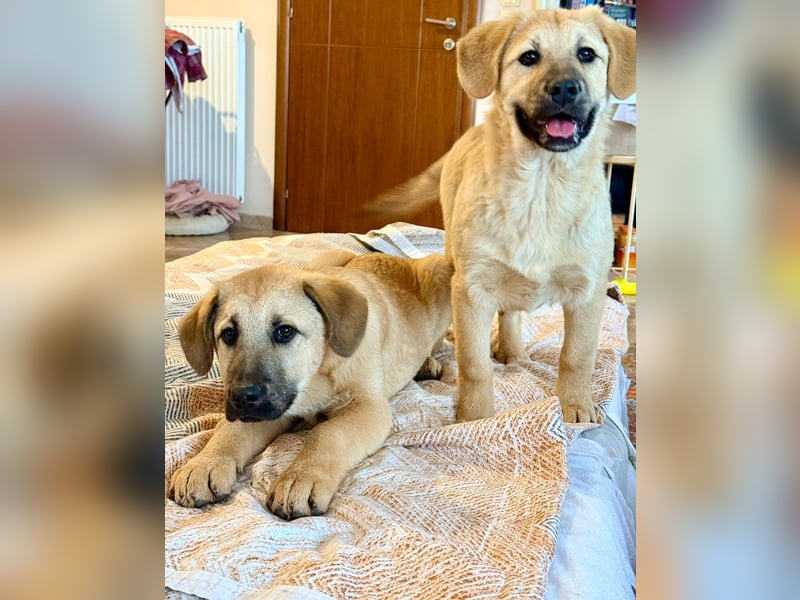 Emio in Berlin auf Pflegestelle