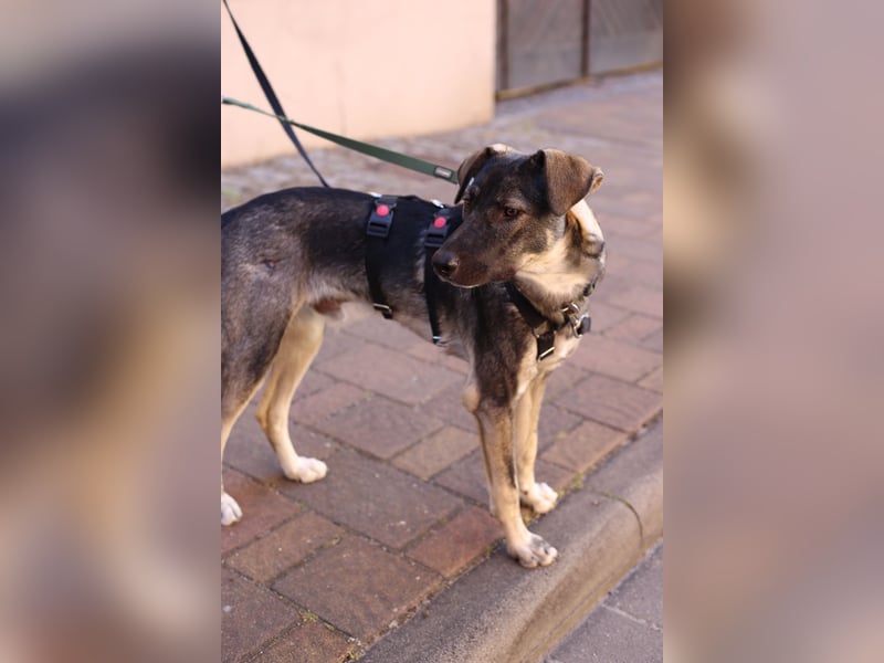 Junghund MORITZ (Tierschutzhund) sucht sein Zuhause!
