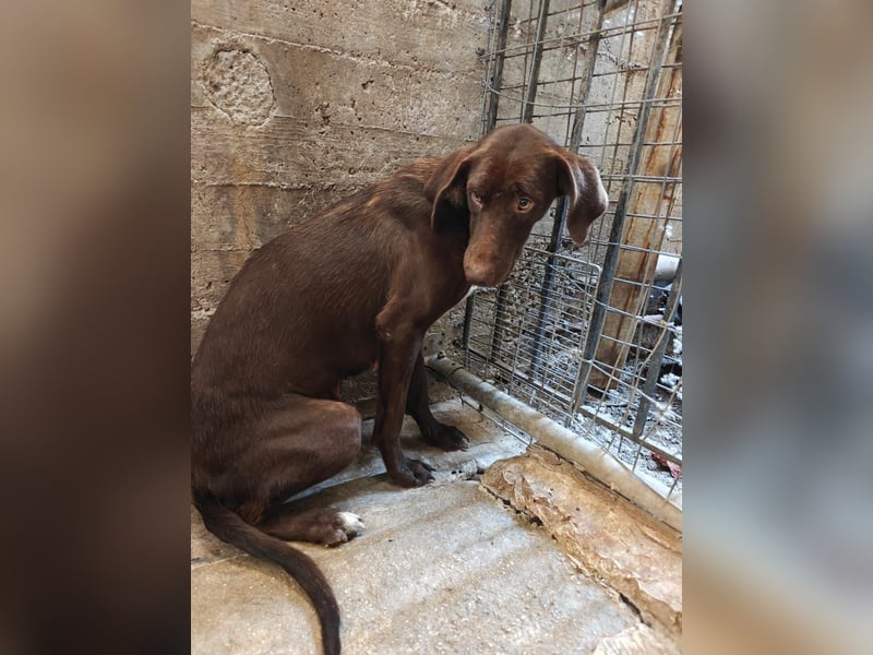 MOLLY sucht ein Zuhause