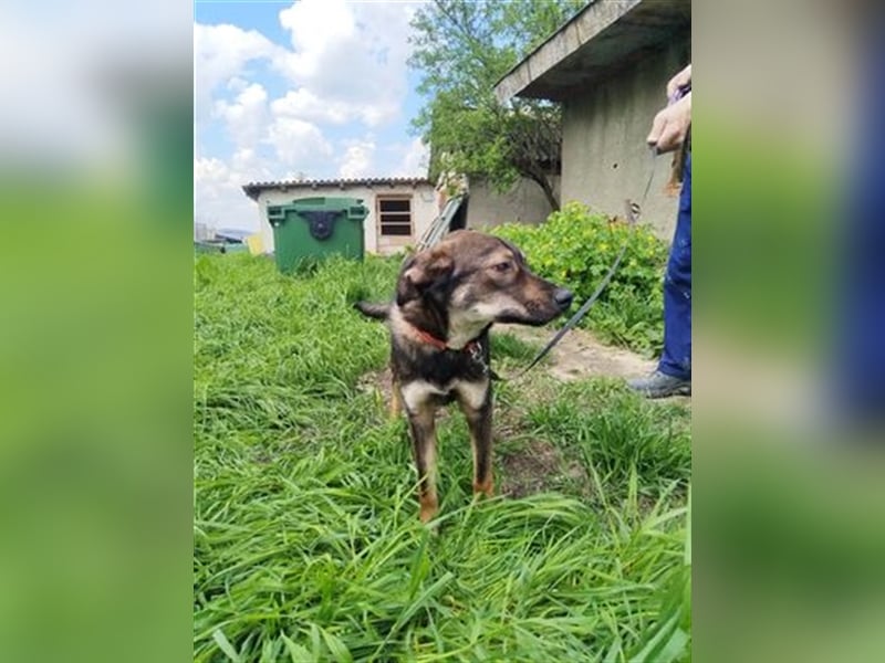 Rolf - ein stattlicher Vorzeigehund