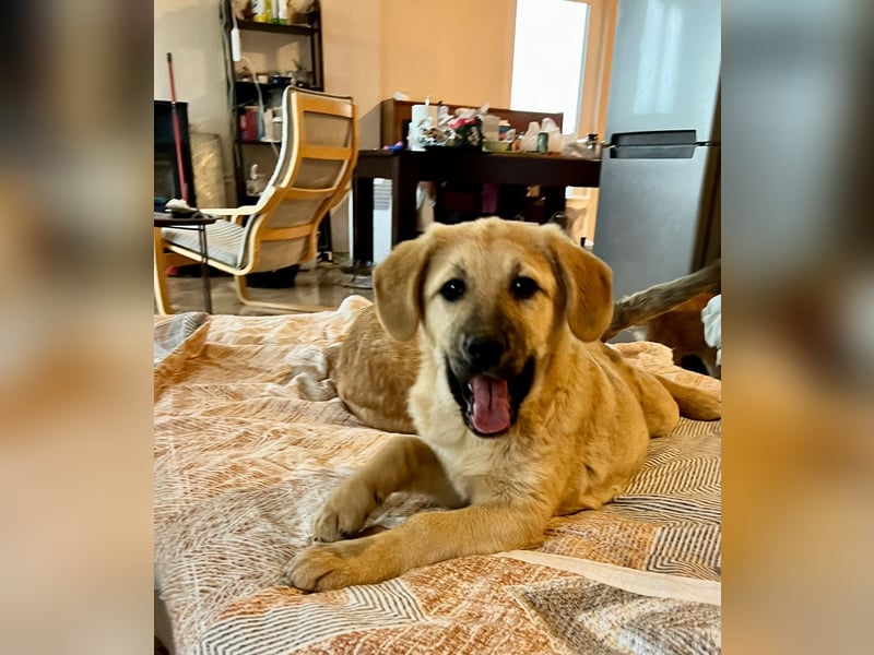 Emio in Berlin auf Pflegestelle